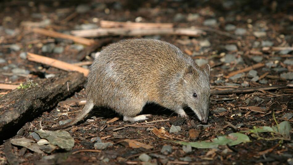 Australien, Tierwelt, Langschnauzen-Kaninchenkänguru, Potorous tridactylus, Warrawong