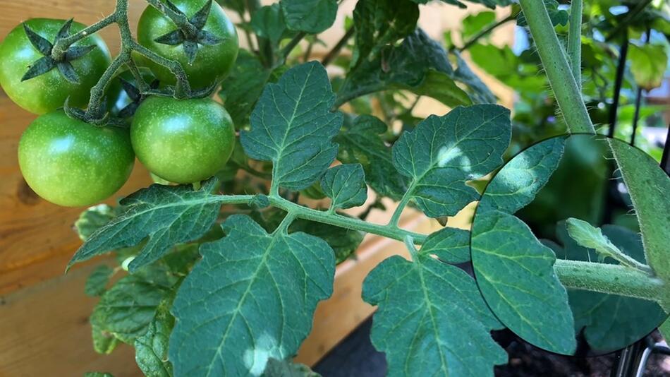 Tomaten ausgeizen