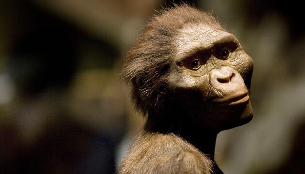 Hominidenfrau Lucy