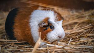 Ein schwarz-braun-weißes Meerschweinchen sitzt auf Stroh.