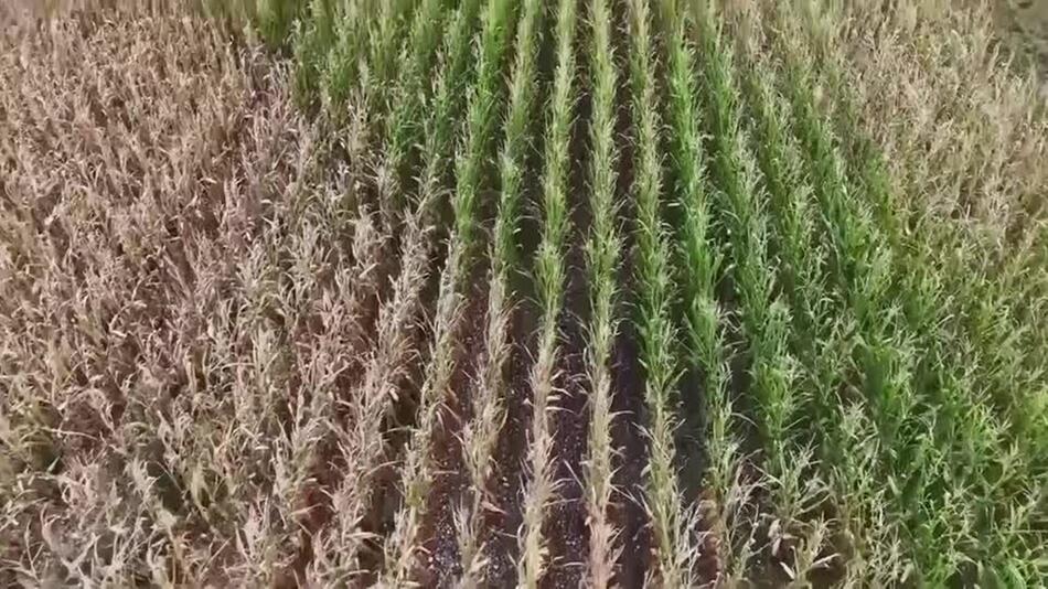 Maisbauer in Süddeutschland - 80 Prozent Ernteausfall wegen Trockenheit