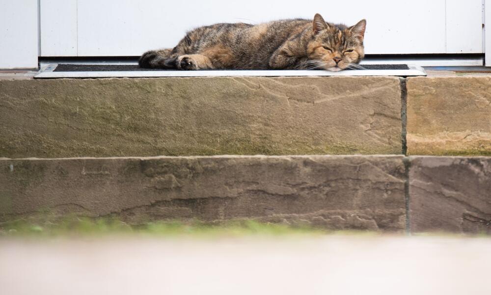Schlafende Katze, Katzen, Tiere, Haustiere