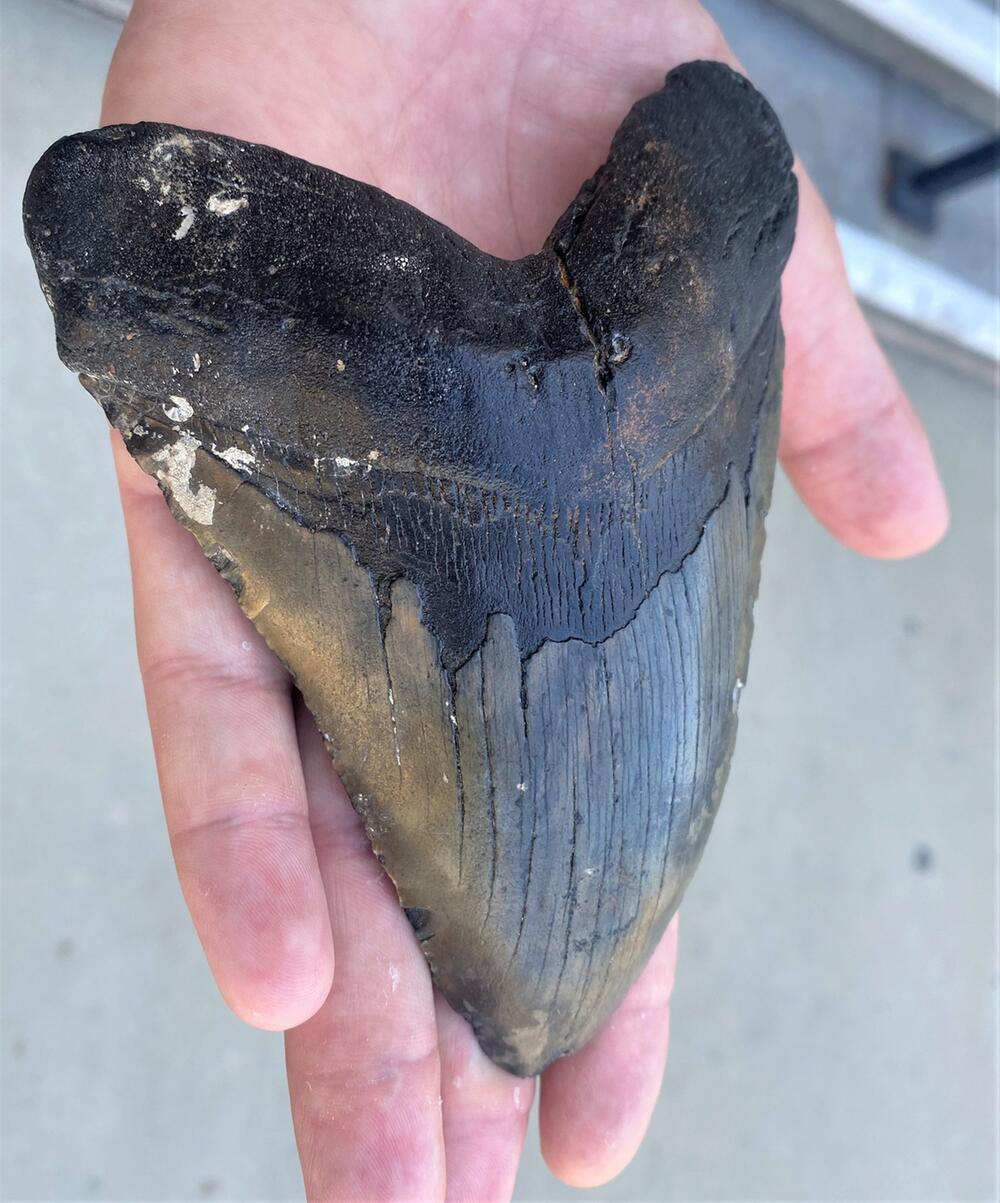 Riesenhai Megalodon war womöglich schlanker als bisher gedacht