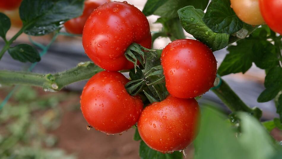 Korrektur!Tomatenpflanzen: Der häufigste Fehler beim Gießen