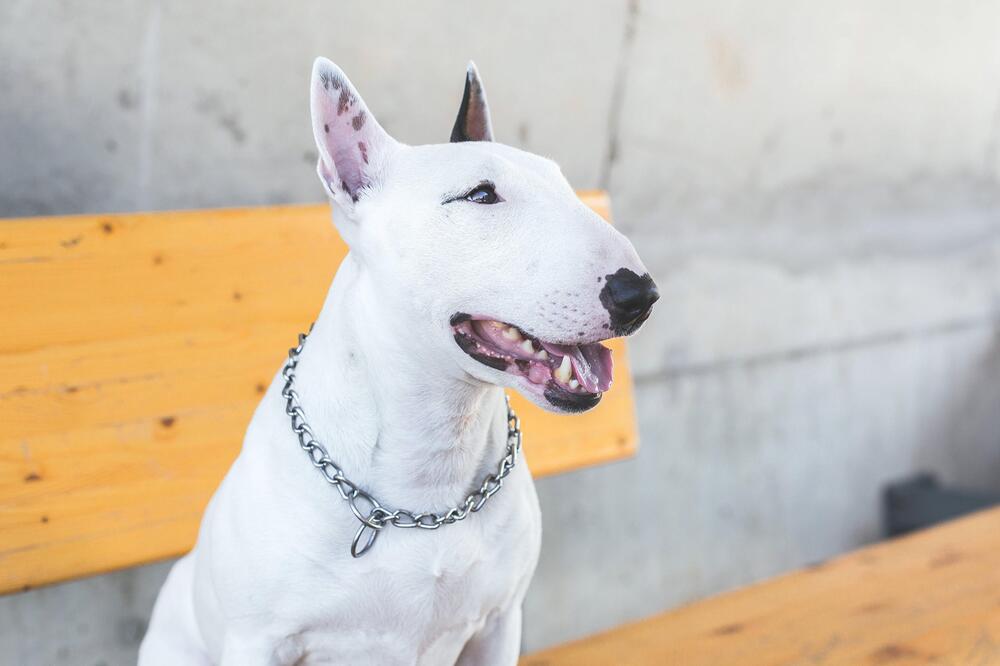 Ein weißer Bullterrier