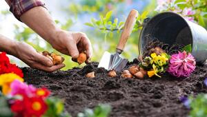 Einpflanzen der Blumen
