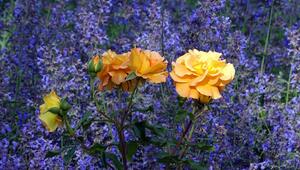 Gelbe Rosen blühen zwischen Katzenminze