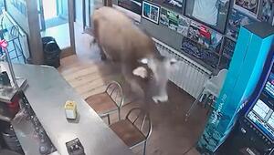 Ungebetener Gast: Stier kapert spanisches Café