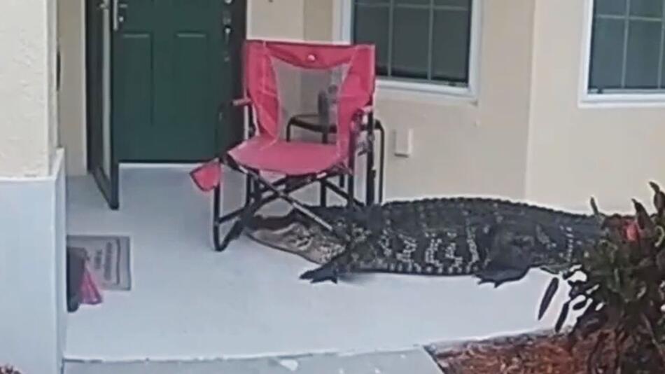 Überraschungsbesuch in Florida: Alligator ringt mit Gartenstuhl