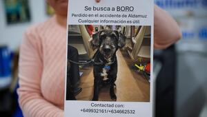 Verlorener Hund nach Zugunglück in Spanien