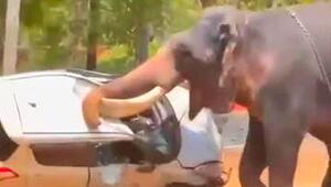 Elefant in Rage: Bulle spießt Auto mit Stoßzähnen auf