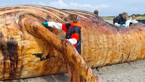 Weitere Entwicklung zum Buckelwal in der Ostsee