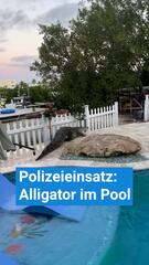 Polizeieinsatz: Alligator im Pool