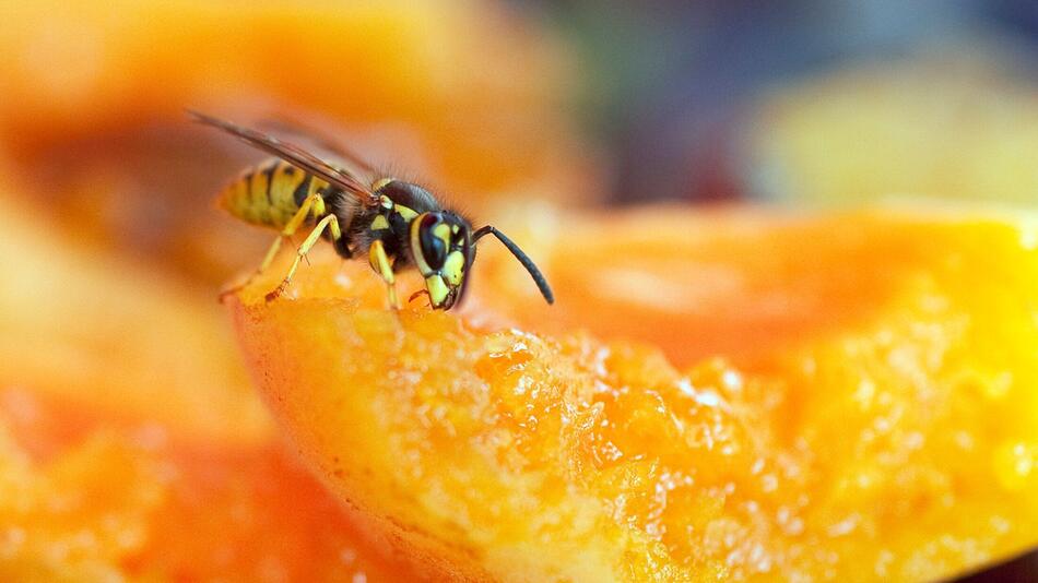 Wespe sitzt auf einem Stück Obst