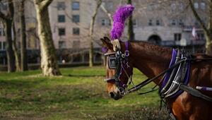 Eines der Tiere, das im Central Park eine der Pferdekutschen ziehen muss.