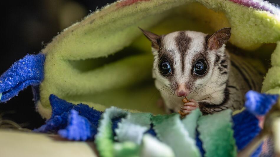 Sugar Glider - eine subtropische Beuteltierart