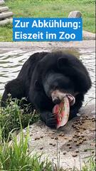 Zur Abkühlung: Eisfrüchte für Bären im Zoo