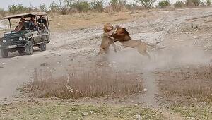 Kampf der Rivalen: Löwen geraten wegen Löwin heftig aneinander