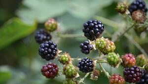 wilde brombeeren garten entfernen