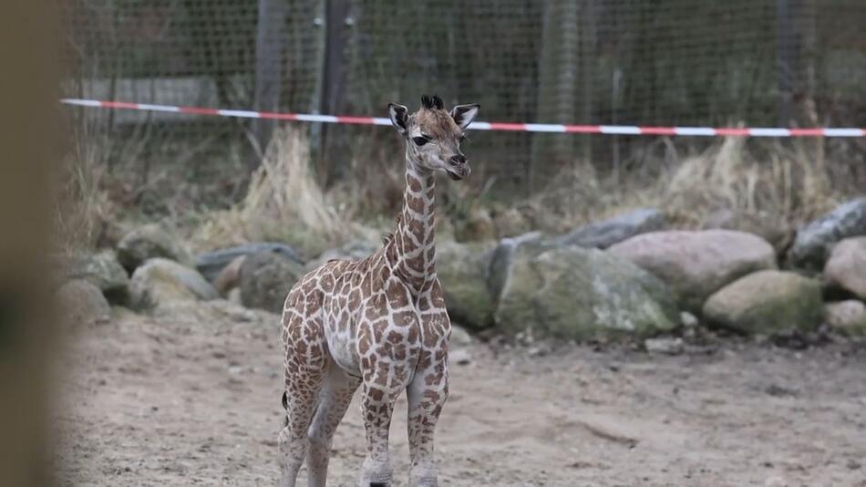 Schweriner Zoo: Giraffen-Baby erstmals draußen zu sehen