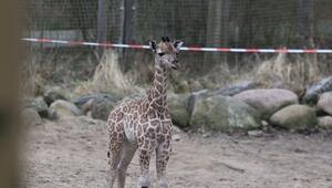 Schweriner Zoo: Giraffen-Baby erstmals draußen zu sehen