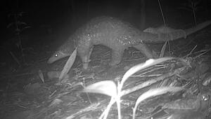 Artenvielfalt im Virachey-Nationalpark