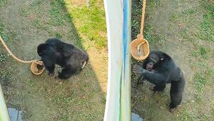 Brille fällt bei Zoobesuch ins Gehege: Schimpanse wird zum Retter