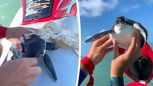 Rettung im offenen Meer: Jetski-Fahrer befreit Schildkröte von Plastikmüll