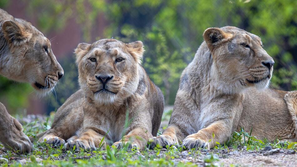 MoBi 20.05. - Neue Löwen im Schweriner Zoo