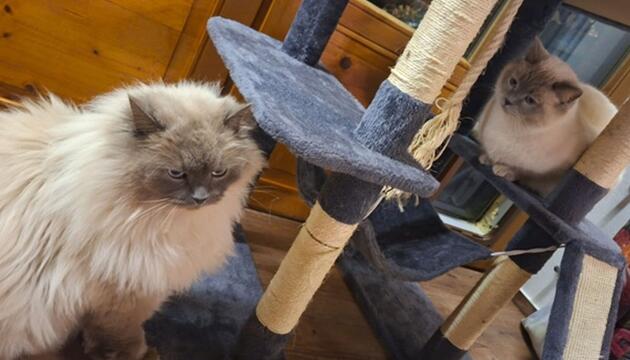 Katzen nach Diebstahl wieder vereint