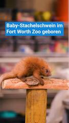 Zuckersüß: Baby-Stachelschwein im Fort Worth Zoo geboren