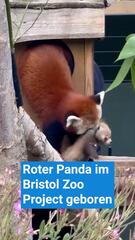 Roter Panda im Bristol Zoo Project auf die Welt gekommen