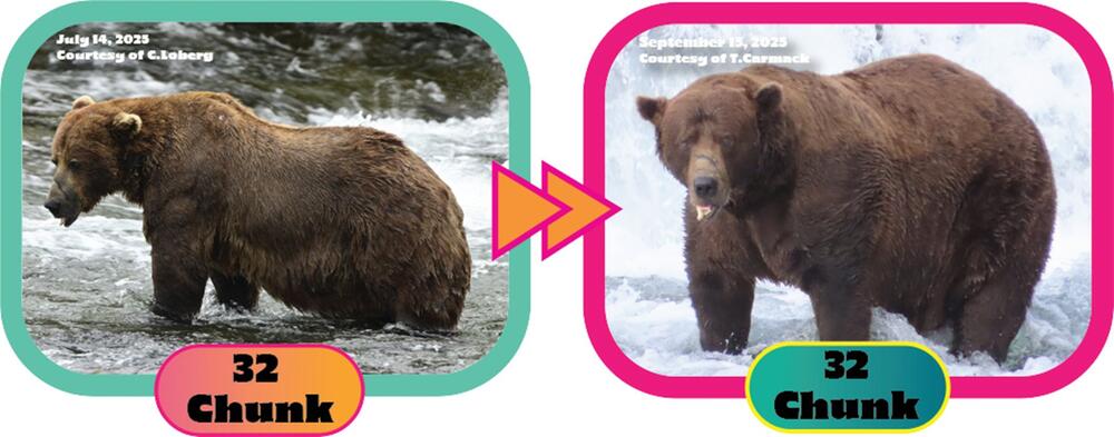 "Fat Bear"-Wahlen in USA