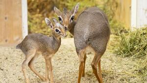 ++ HANDOUT ++ Nachwuchs bei den kleinsten Antilopen Afrikas im Tiergarten Schönbrunn