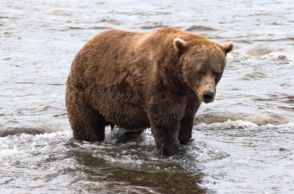 Braunbär Nr. 856 im Finale bei "Fat Bear"-Wahlen