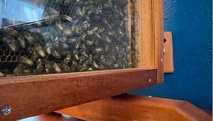 Bienen-Aquarium im Wohnzimmer: Imker baut beeindruckende Anlage