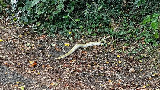 Python