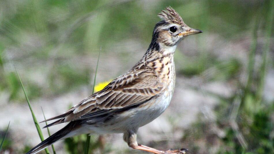 Frankreichs Staatsrat schränkt Vogeljagd weiter ein