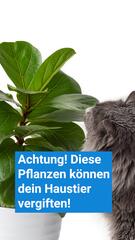 Achtung! Diese Pflanzen können dein Haustier vergiften!