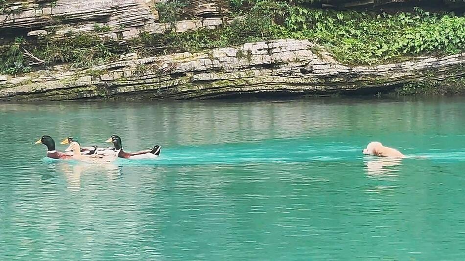 Hund will Enten jagen – Vögel bleiben extrem entspannt