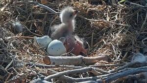 Doppelter Nachwuchs: Weißkopfseeadler Jackie und Shadow begrüßen zwei Küken