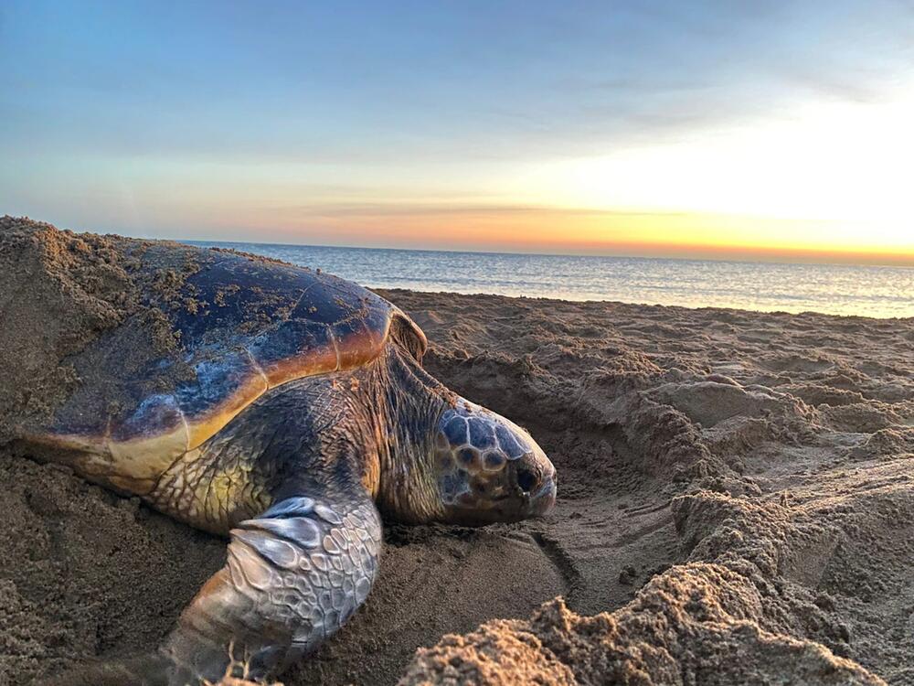 Schildkröten passen ihre Eiablage an den Klimawandel an