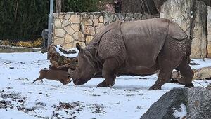 Mutprobe im Zoo: Winziger Hirsch legt sich mit riesigem Nashorn an