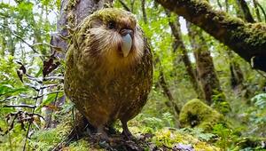Neuseelands seltsamster Papagei: Kakapo wegen Rimu-Baum im Liebesrausch