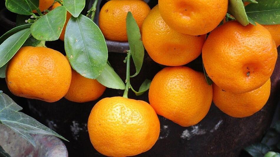 mandarine clementine unterschied