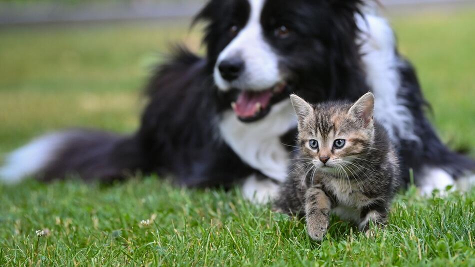 Hund und Katze