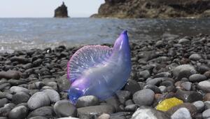 Portugiesische Galeere