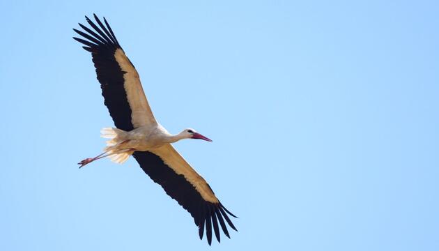 Weißstorch
