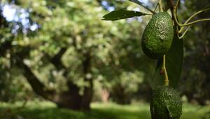 Avocados wachsen an einem Baum