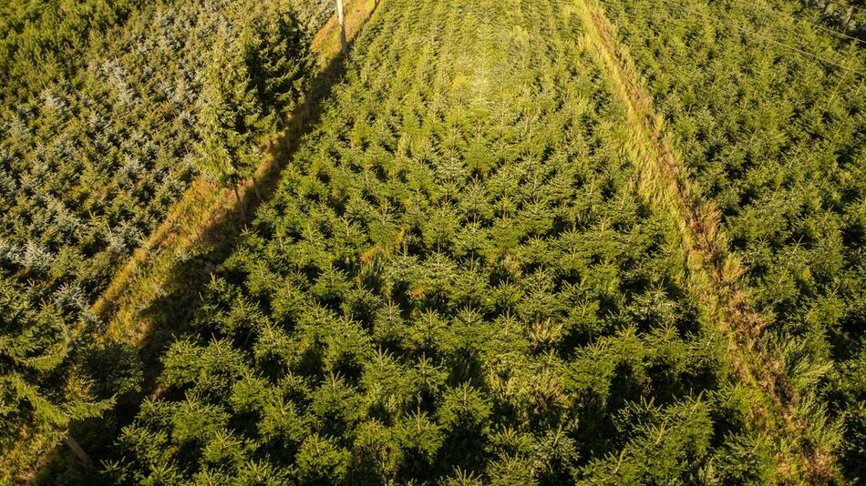 Weihnachtsbaum-Plantage